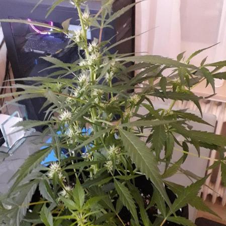 Kitsune Kush Auto