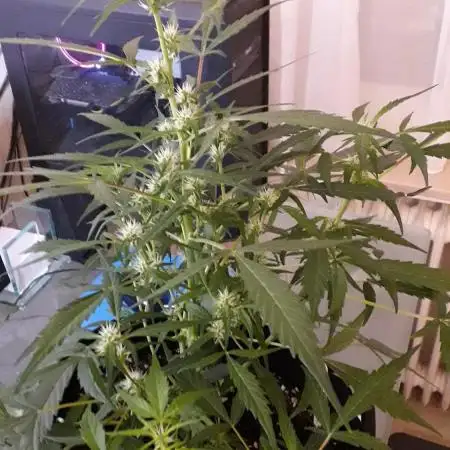 Kitsune Kush Auto