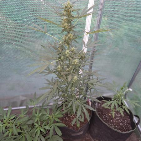King Louis Auto