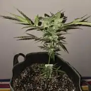 Godfeather OG F1 Auto