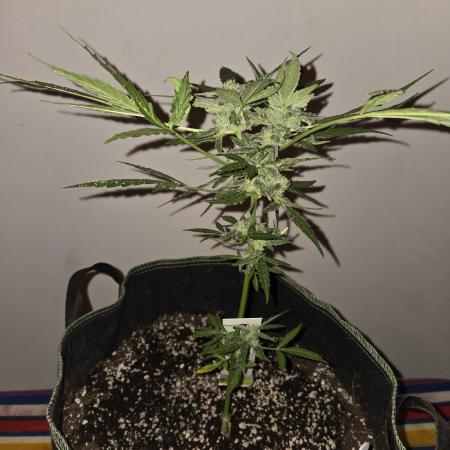 Godfeather OG F1 Auto