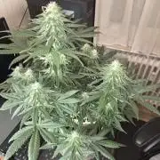 Afghani