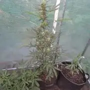 King Louis Auto