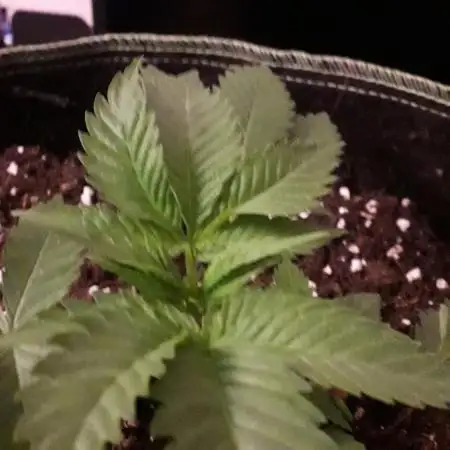 Blue Mystic