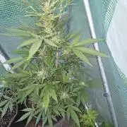 Special Queen Auto