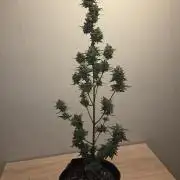 King Louis Auto