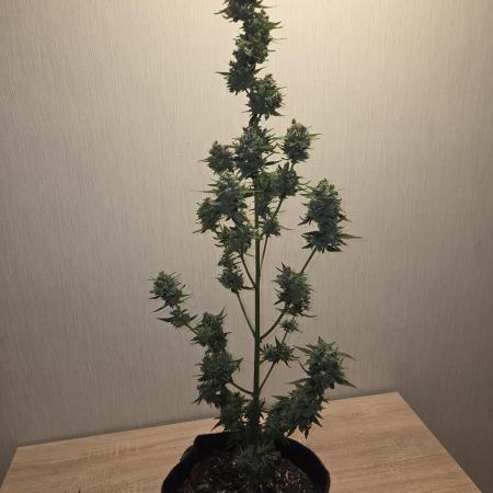King Louis Auto