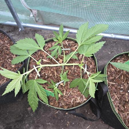 OG Kush