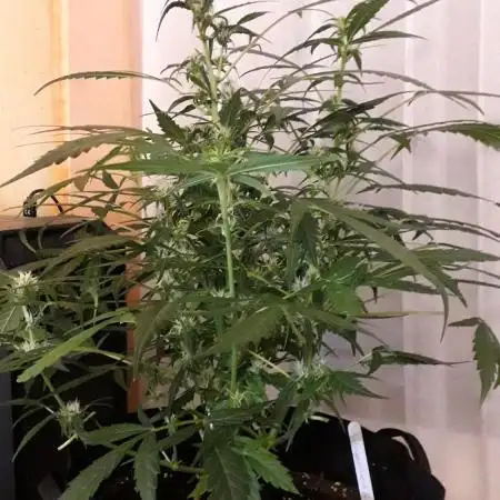 Kitsune Kush Auto