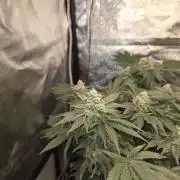 Super Silver Haze