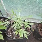 Godfeather OG F1 Auto