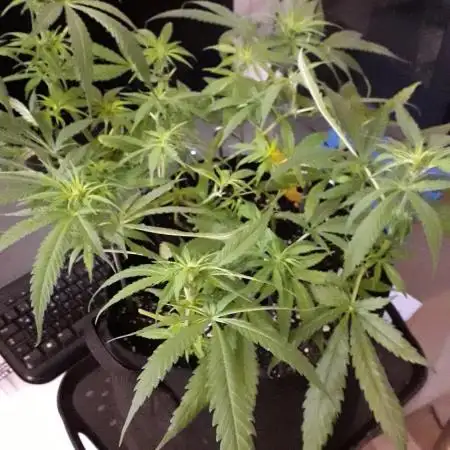 Blue Mystic