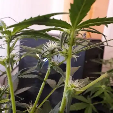 Black Orchid Auto