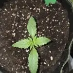 Strawberry Cola Auto