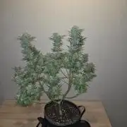OG Kush