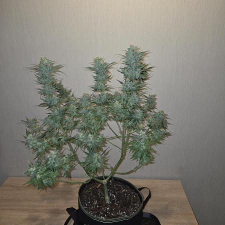 OG Kush