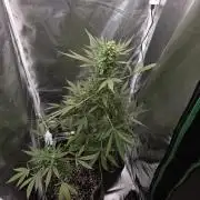 King Louis Auto