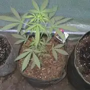 King Louis Auto