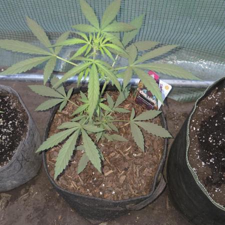 King Louis Auto