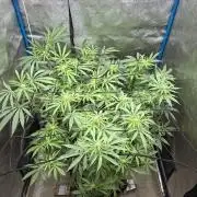 OG Kush