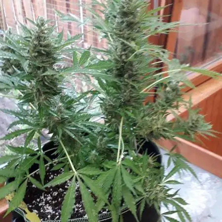 Apple Fritter Auto