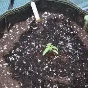 Godfeather OG F1 Auto