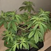 OG Kush