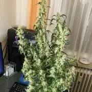 Black Orchid Auto