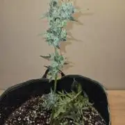 Godfeather OG F1 Auto