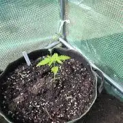 Special Queen Auto