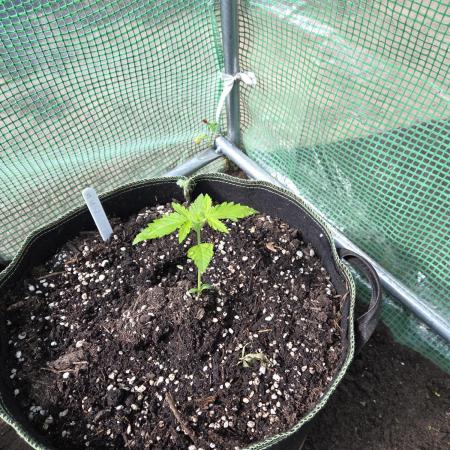 Special Queen Auto