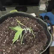 Strawberry Cola Auto