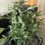 Kitsune Kush Auto