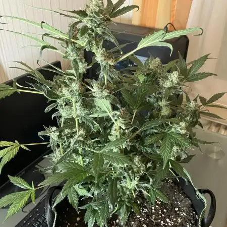 Kitsune Kush Auto