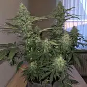 Afghani