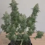 Afghani