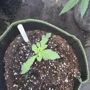 Super Silver Haze