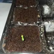 King Louis Auto
