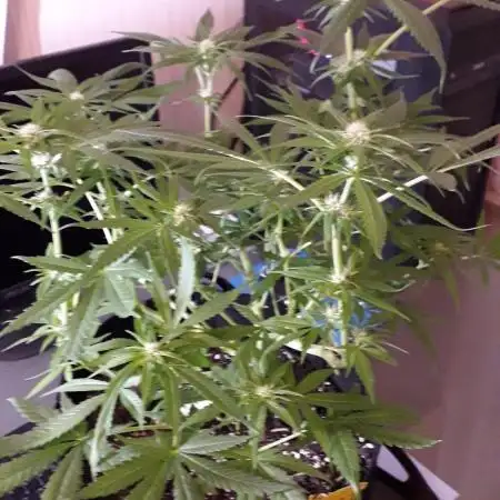 Blue Mystic