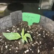 Hindu Kush