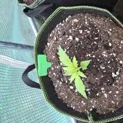 OG Kush