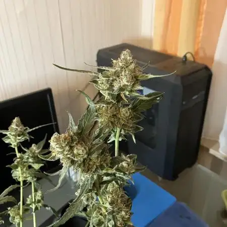 Kitsune Kush Auto