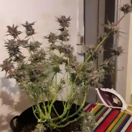 THC Bunker