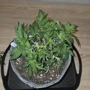 Grizzly Glue