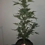King Louis Auto