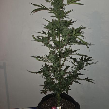 King Louis Auto
