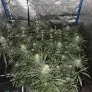 OG Kush