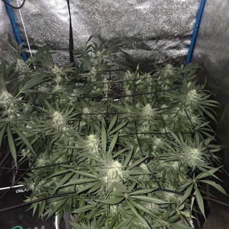 OG Kush
