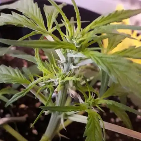 Kitsune Kush Auto