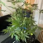Blue Mystic